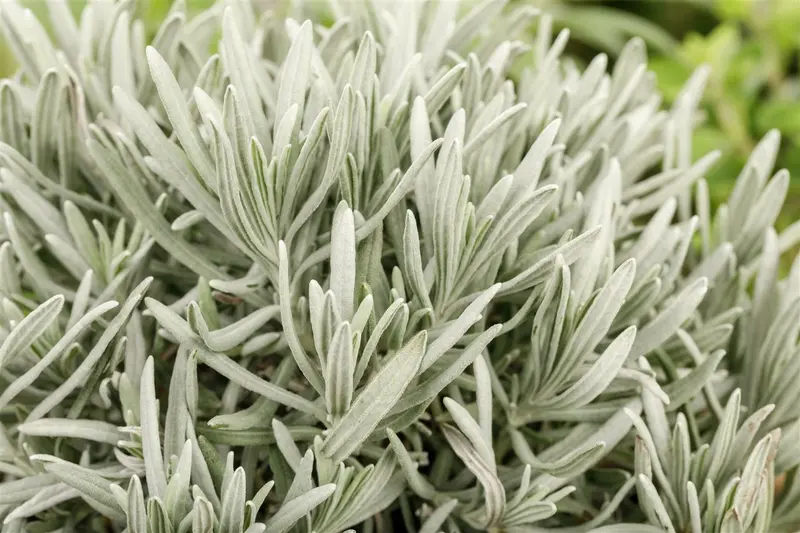 VT LAVENDEL - afbeelding 3