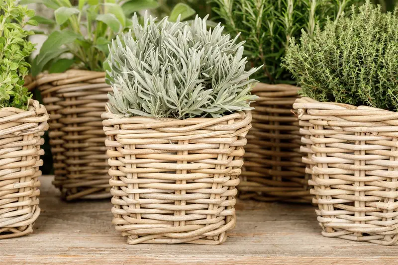 VT LAVENDEL - afbeelding 4