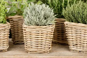 VT LAVENDEL - afbeelding 4