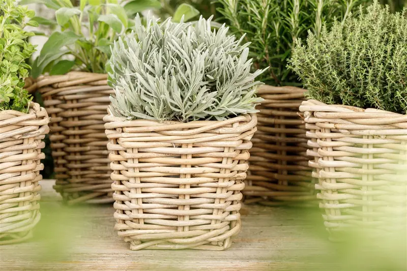 VT LAVENDEL - afbeelding 5