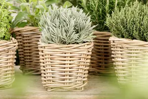 VT LAVENDEL - afbeelding 5