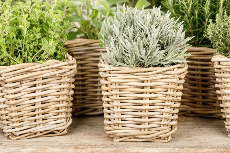 VT LAVENDEL - afbeelding 6