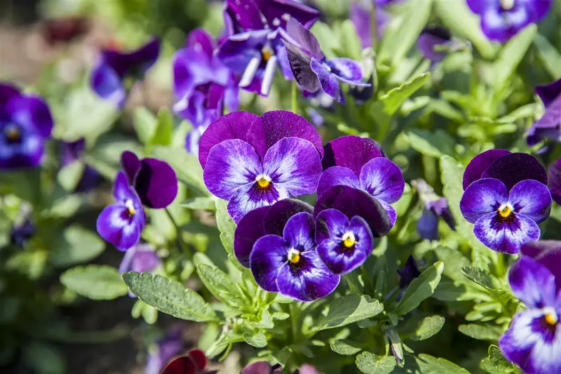 VT LEEUWENBEK MIXED COLOURS - afbeelding 3