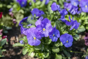 VT LEEUWENBEK MIXED COLOURS - afbeelding 4