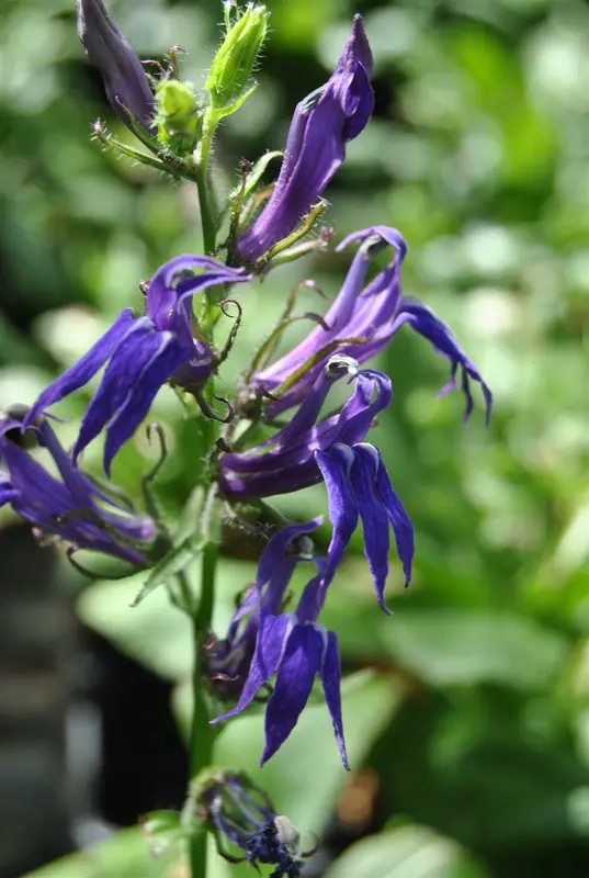 VT LOBELIA CASCADE - afbeelding 2