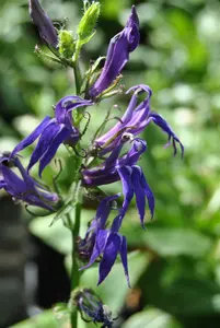 VT LOBELIA CASCADE - afbeelding 2