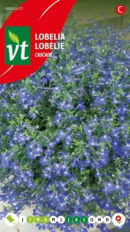 VT LOBELIA CASCADE