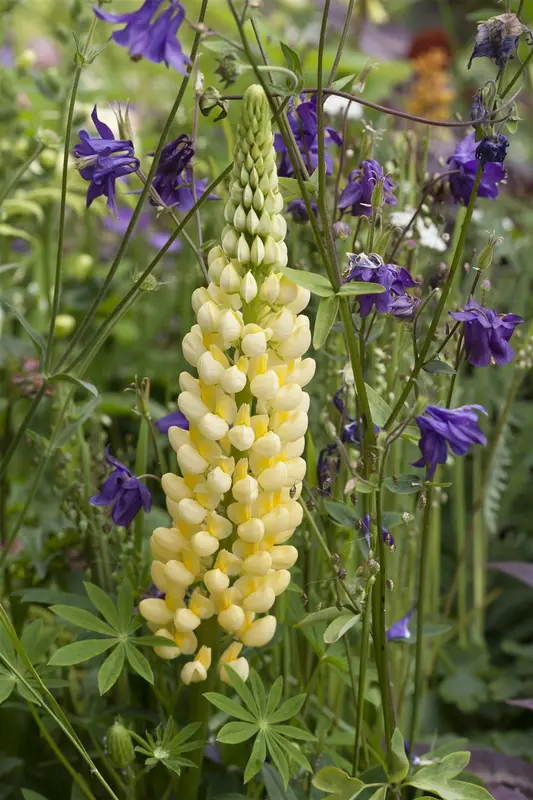 VT LUPINE FESTIVAL GEMENGD - afbeelding 2