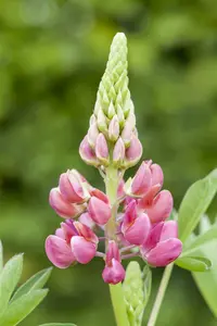 VT LUPINE FESTIVAL GEMENGD - afbeelding 3