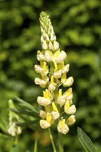 VT LUPINE FESTIVAL GEMENGD - afbeelding 4