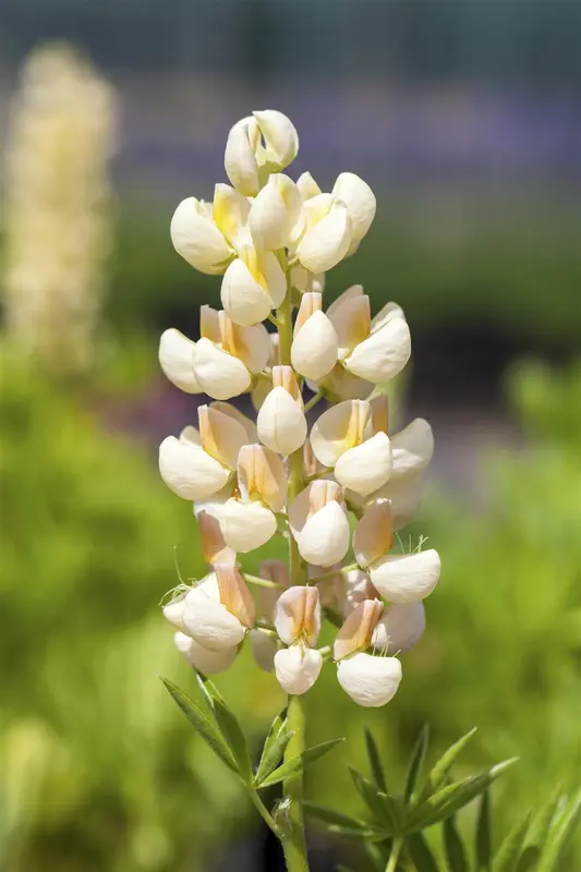 VT LUPINE FESTIVAL GEMENGD - afbeelding 5