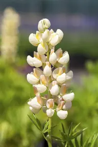 VT LUPINE FESTIVAL GEMENGD - afbeelding 5