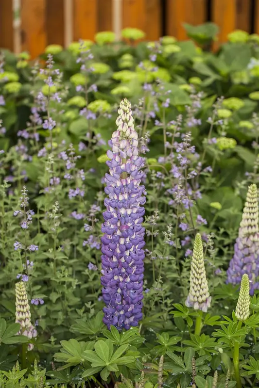 VT LUPINE FESTIVAL GEMENGD - afbeelding 6