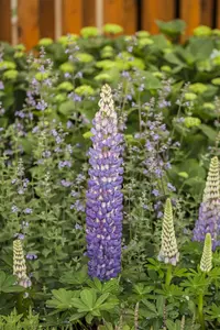 VT LUPINE FESTIVAL GEMENGD - afbeelding 6