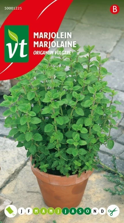 VT MARJOLEIN