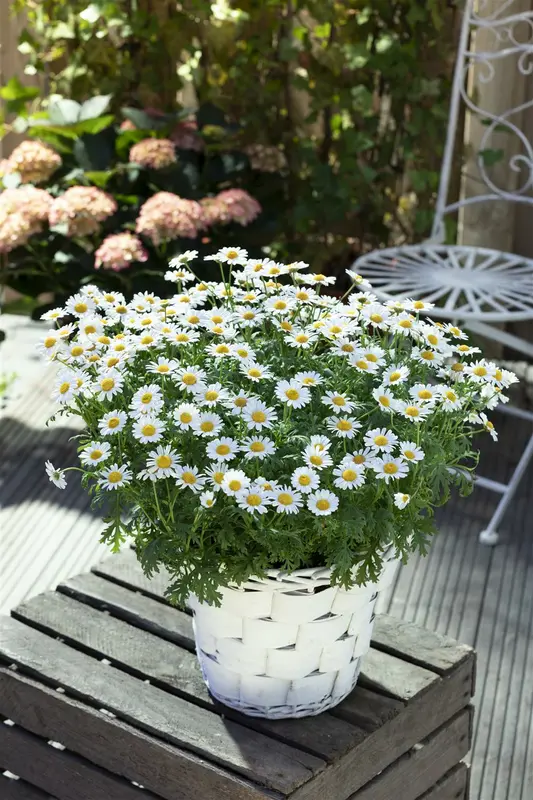 VT MOERASMARGRIET PURE WHITE - afbeelding 6