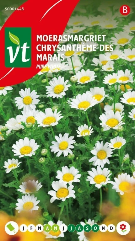 VT MOERASMARGRIET PURE WHITE