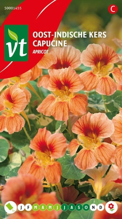 VT OOST-INDISCHE KERS APRICOT