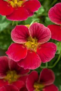 VT OOST-INDISCHE KERS KLIMMENDE - afbeelding 2