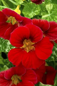 VT OOST-INDISCHE KERS LAGE BE-BIO-01 - afbeelding 3