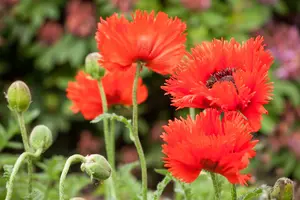 VT PAPAVER ORIENTAL MIX - afbeelding 4
