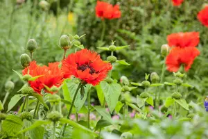 VT PAPAVER ORIENTAL MIX - afbeelding 6