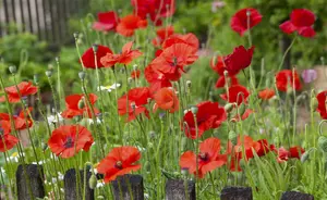 VT PAPAVER RODE KLAPROOS - afbeelding 6