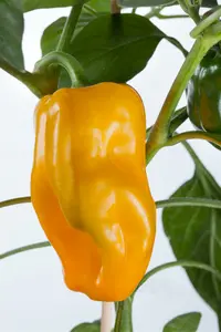 VT PAPRIKA GEMINI/GOLDENSTAR F1 - afbeelding 2