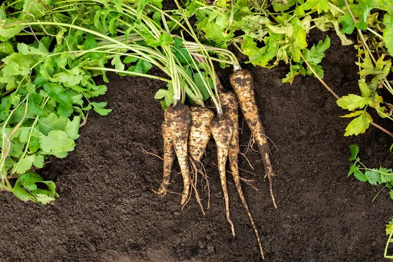 VT PASTINAAK TENDER AND TRUE BE-BIO-01 - afbeelding 2