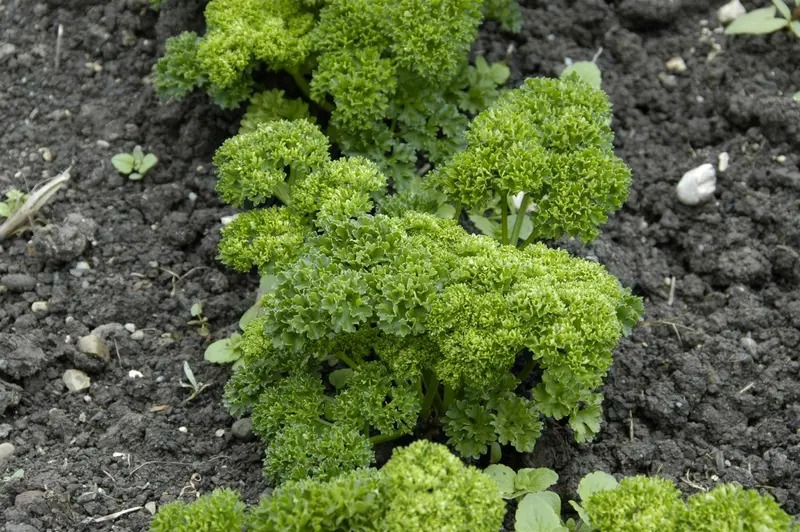 VT PETERSELIE GEKRULDE DONKERGROENE - afbeelding 2