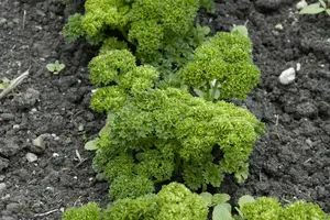 VT PETERSELIE GEKRULDE DONKERGROENE - afbeelding 2