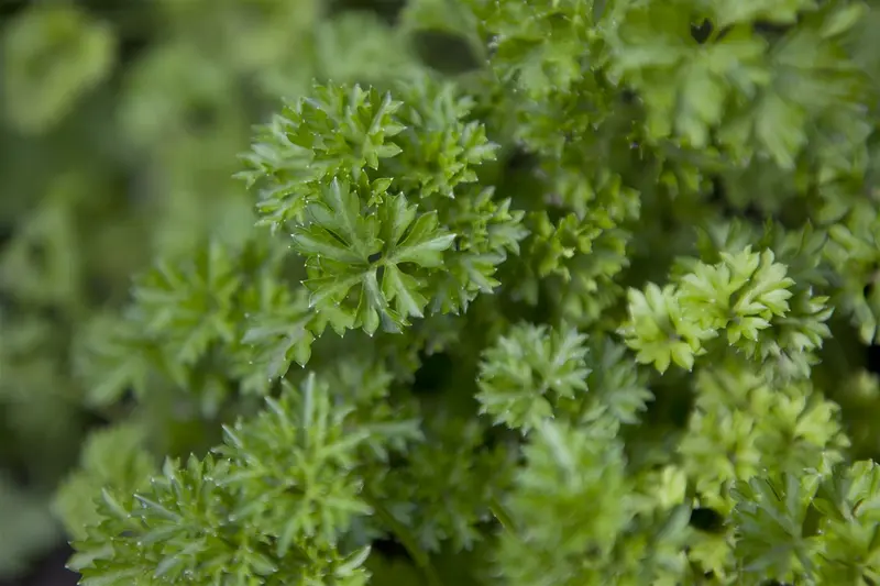 VT PETERSELIE GIGANT D'IT HILM BE-BIO-01 - afbeelding 2