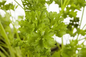 VT PETERSELIE GIGANT D'IT HILM BE-BIO-01 - afbeelding 5