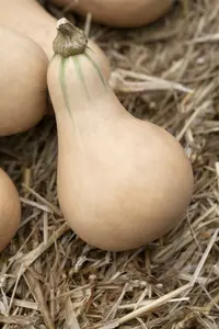 VT POMPOEN BUTTERNUT - afbeelding 2