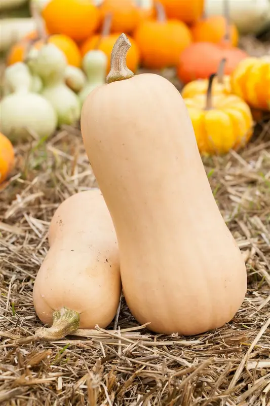 VT POMPOEN BUTTERNUT - afbeelding 3