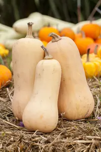 VT POMPOEN BUTTERNUT BE-BIO-01 - afbeelding 4