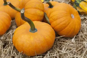 VT POMPOEN GROENE HOKKAIDO BE-BIO-01 - afbeelding 2