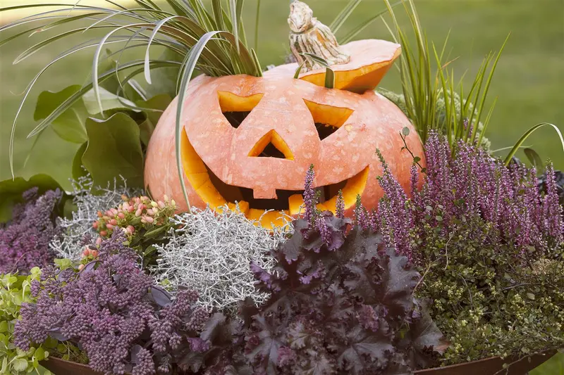 VT POMPOEN GROENE HOKKAIDO BE-BIO-01 - afbeelding 5