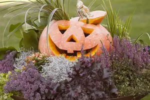 VT POMPOEN GROENE HOKKAIDO BE-BIO-01 - afbeelding 5