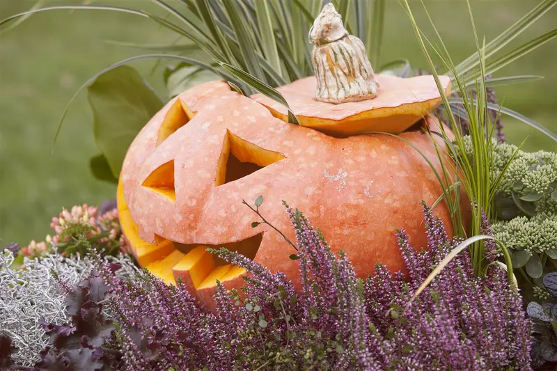 VT POMPOEN GROENE HOKKAIDO BE-BIO-01 - afbeelding 6