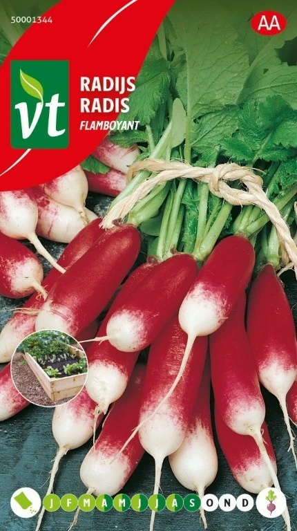 VT RADIJS FLAMBOYANT MOESTUINBAK
