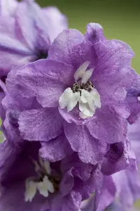 VT RIDDERSPOOR EENJARIGE SUBLIME MIX - afbeelding 2