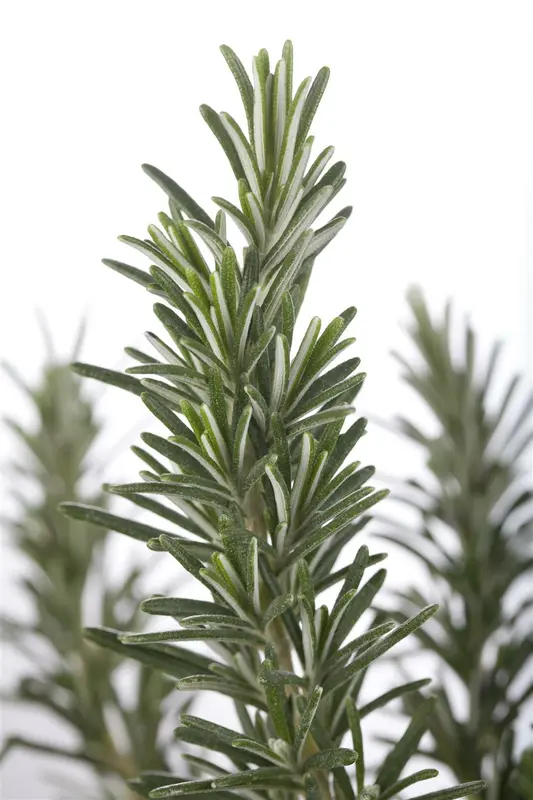 VT ROZEMARIJN - afbeelding 3