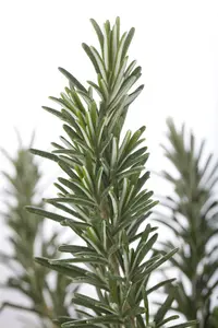 VT ROZEMARIJN - afbeelding 3