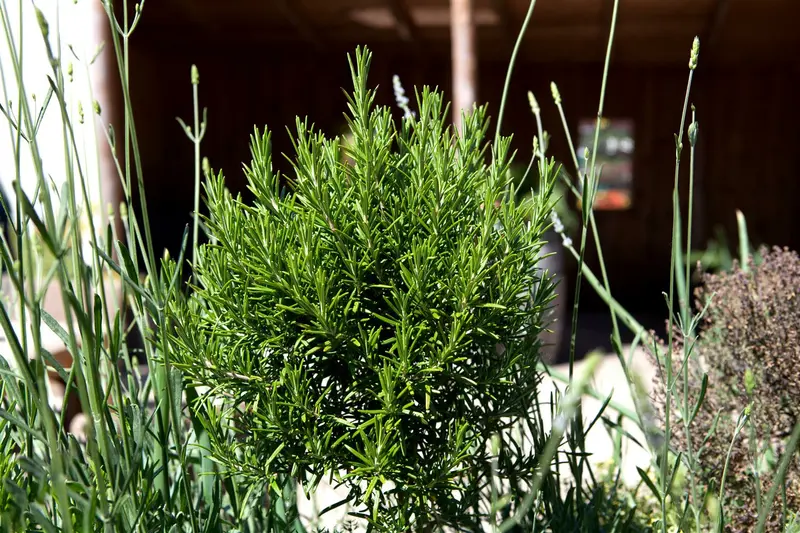 VT ROZEMARIJN - afbeelding 2