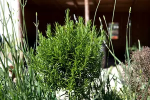 VT ROZEMARIJN - afbeelding 2