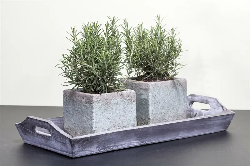 VT ROZEMARIJN - afbeelding 4