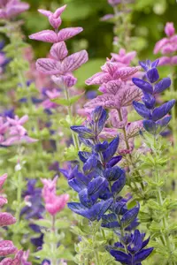 VT SALIE - afbeelding 4