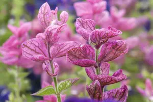 VT SALIE - afbeelding 2