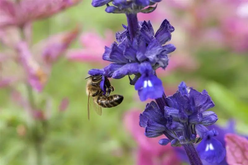 VT SALIE - afbeelding 3